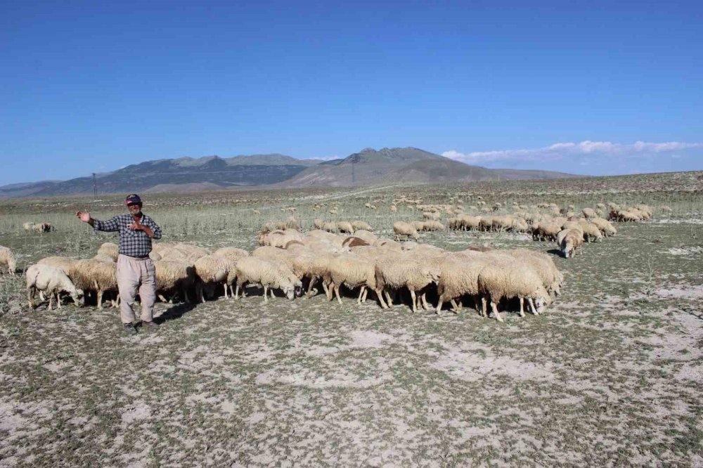 Konya'nın o ilçesindeki yağışlar hayvancılara umut oldu