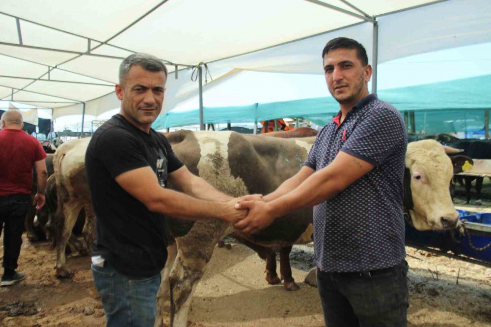 Kurbanlık seçerken nelere dikkat edilmeli