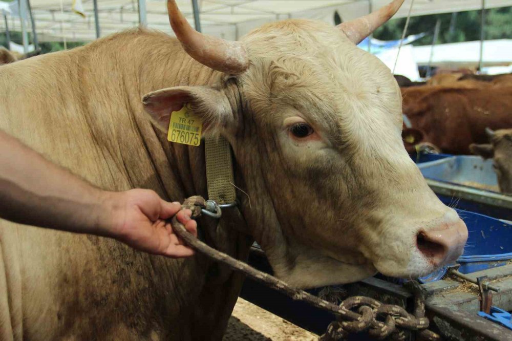 Kurbanlık seçerken nelere dikkat edilmeli