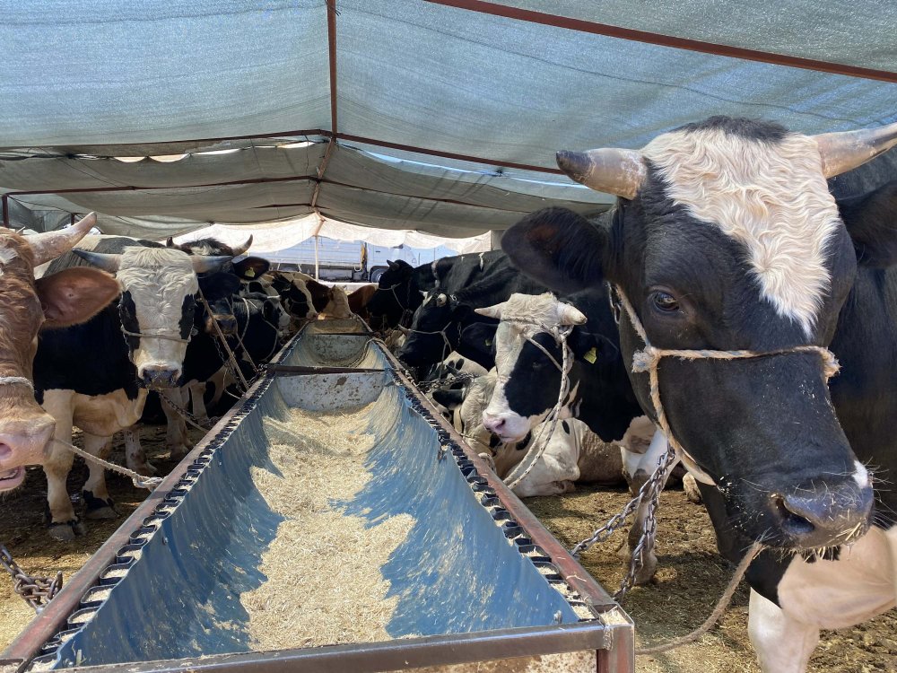 Kurban pazarında arife yoğunluğu