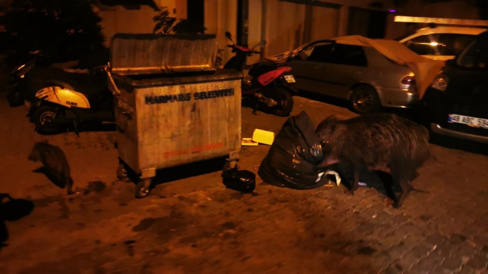 Marmarisliler domuz nöbeti tutuyor