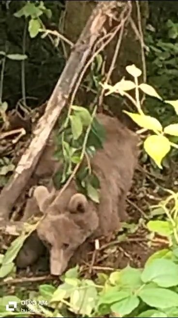 Tellere takılan yavru ayı, kurtarıldı