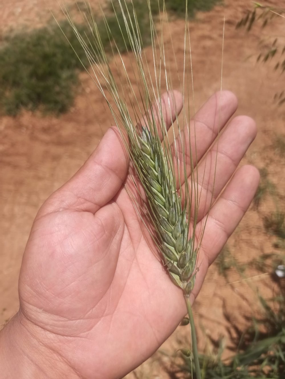 Konya'daki çiftçinin büyük mutluluğu... Boyunu geçti!