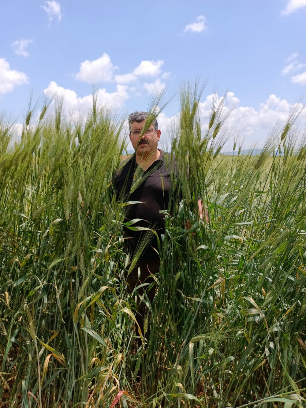 Konya'daki çiftçinin büyük mutluluğu... Boyunu geçti!
