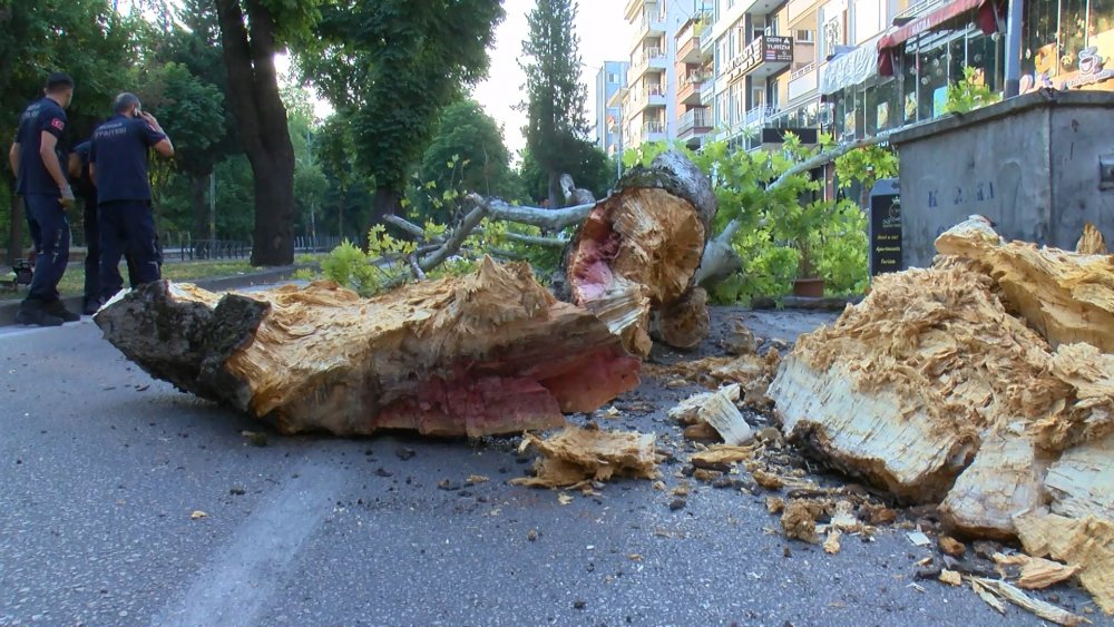 200 yıllık çınar, caddeye devrildi