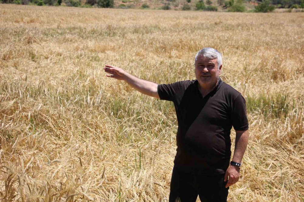 Konya'da geliştirilen 2 yerli buğday tohumu yüzleri güldürdü