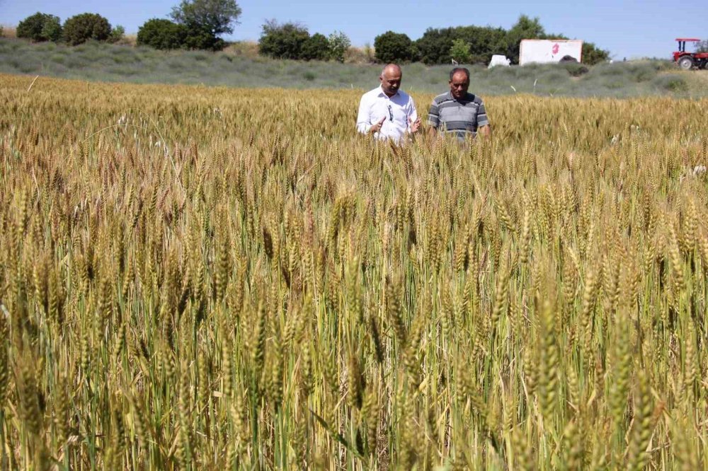 Konya'da geliştirilen 2 yerli buğday tohumu yüzleri güldürdü