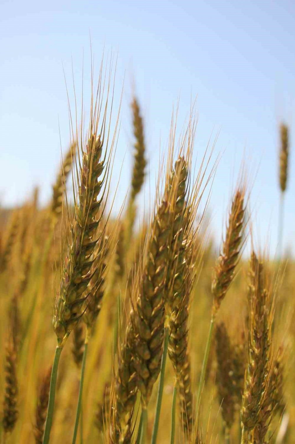Konya'da geliştirilen 2 yerli buğday tohumu yüzleri güldürdü