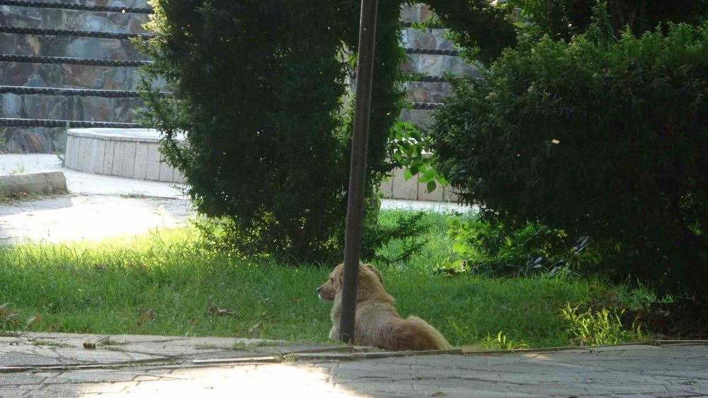 Sıcaklık arttı, belediyeden anonslu uyarı geldi