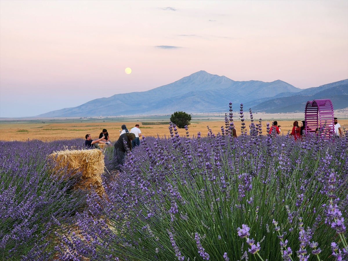 konyanin-ilcesinde-lavanta-bahceleri-acilisi-bekliyor-002.jpg