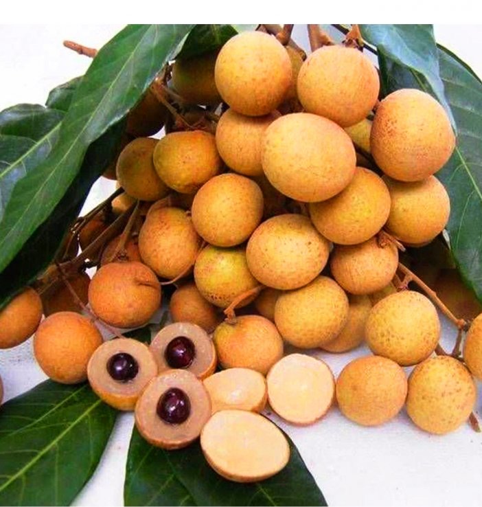 dimocarpus-longan-tropikal-cesit-longan-ejderha-gozu-fidani-bgctropical-antalya-smsmarmaragroup-sakaryabotanik.jpg