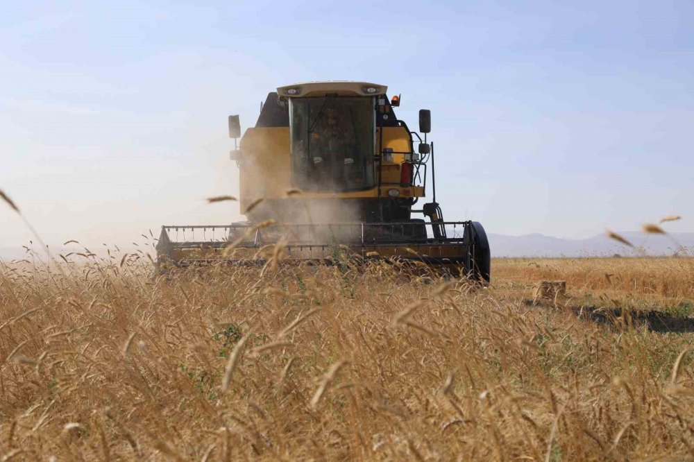 Konya Ovası'nda hiç sulamada yapmadan 4 çeşit buğday üretildi