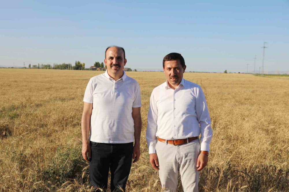 Konya Ovası'nda hiç sulamada yapmadan 4 çeşit buğday üretildi