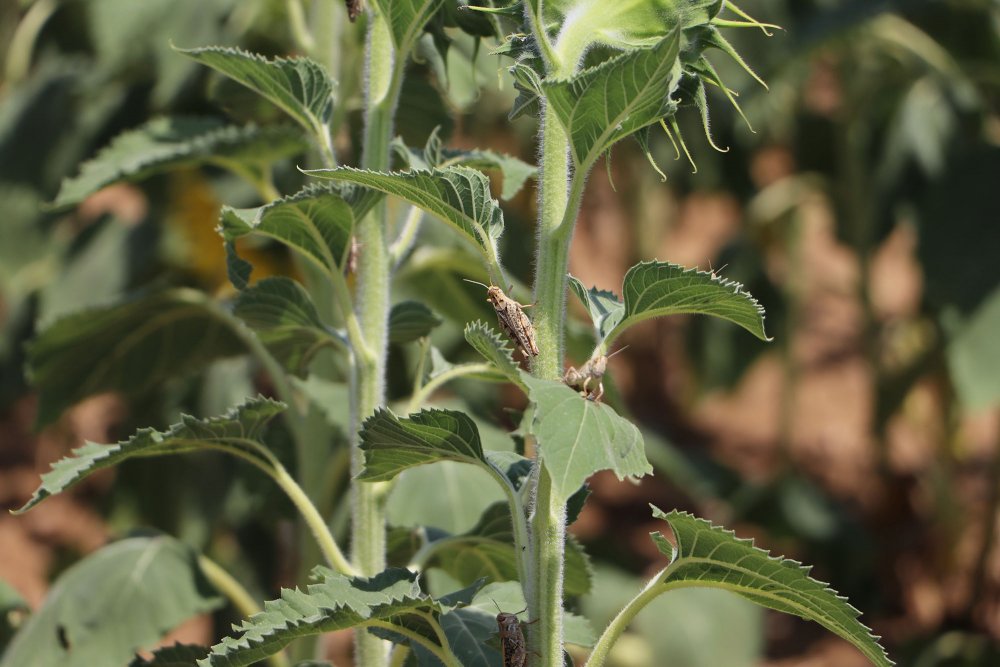 Tarlalarda çekirge istilası