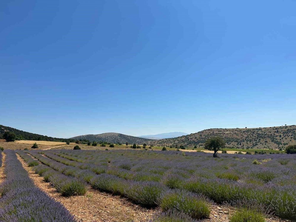 Konya’daki 100 dekarlık çorak topraklar mor renge büründü