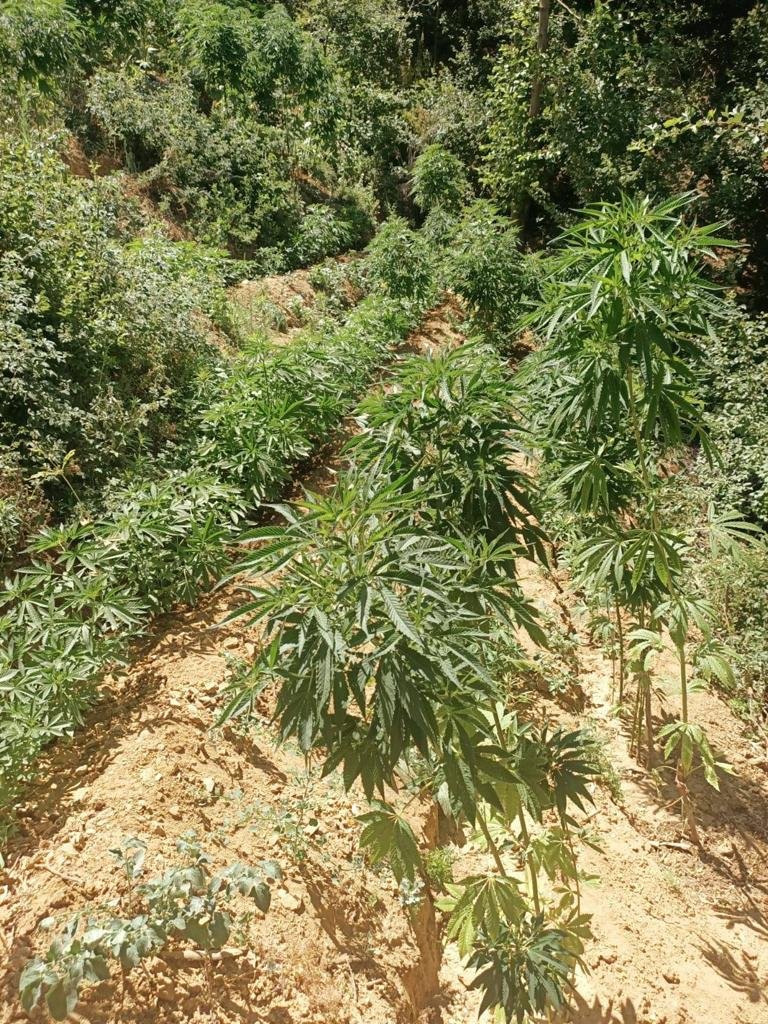 3 bin 591 kök kenevir ele geçirildi