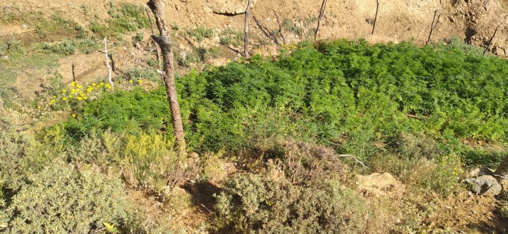 5 bin 227 kök kenevir ele geçirildi