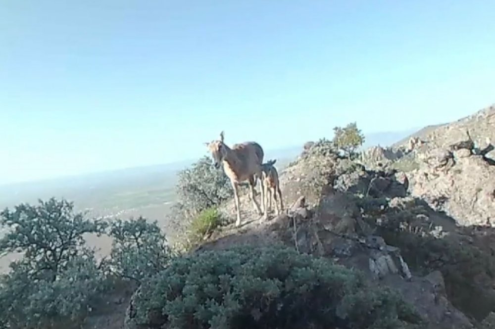 Türkiye'nin endemik türlerinden... Fotokapana yansıdı