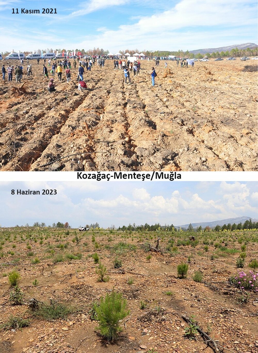 Yakın tarihin en büyük orman yangınıydı... Yanan alanlar tekrar yeşeriyor