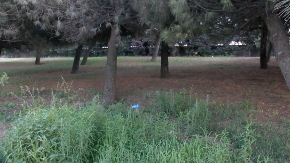 Yol kenarında ağaca asılı kadın cesedi bulundu