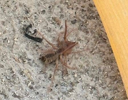 Konya’da Katır Tepesi'nde "Sarıkız" örümceği görüldü