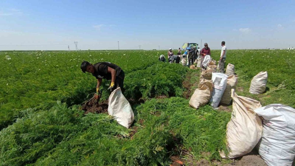 Konya'da 40 derecelik sıcaklıkta tarım işçilerinin zorlu mesaisi