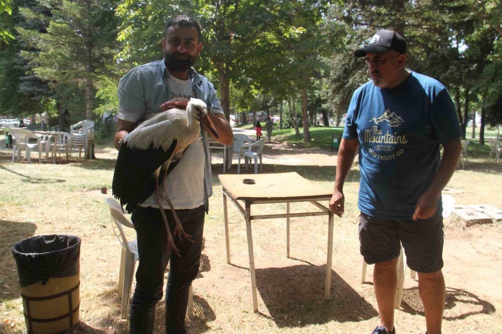 Konya’da yavru leylek parkın maskotu oldu