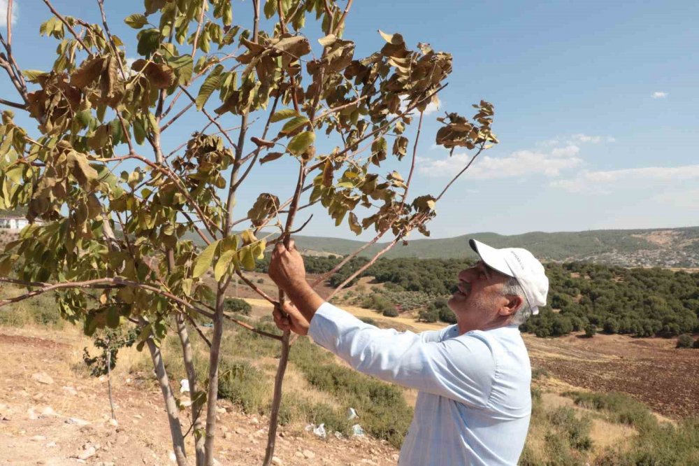 60 yıldır böylesi görülmedi! Meyve ağaçlarını kurutuyor