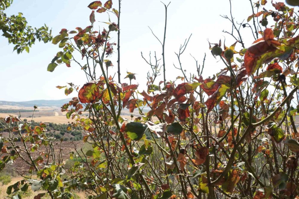 60 yıldır böylesi görülmedi! Meyve ağaçlarını kurutuyor