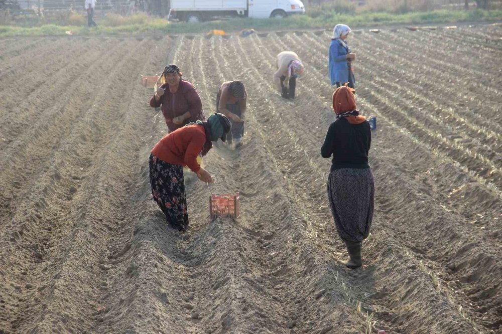 Kıymeti Kovid-19 salgınında anlaşıldı! Önce 50 kuruştu, şimdi 30 liradan satılacak