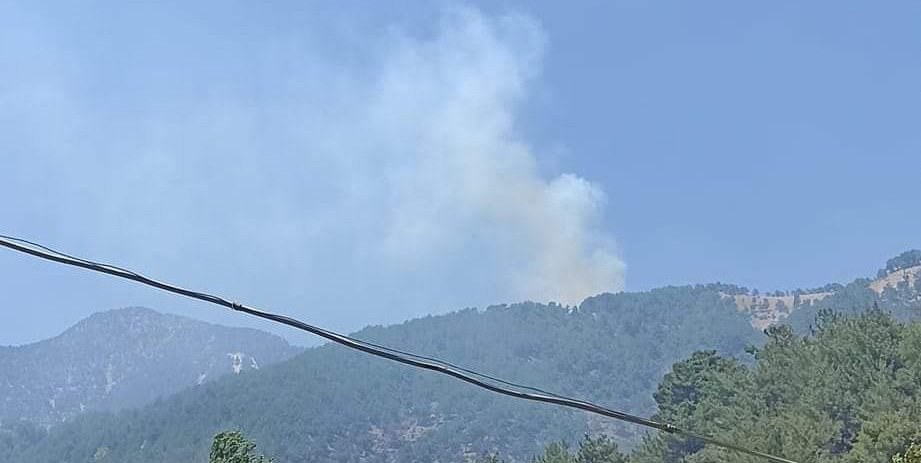 4 hektar orman yandı!