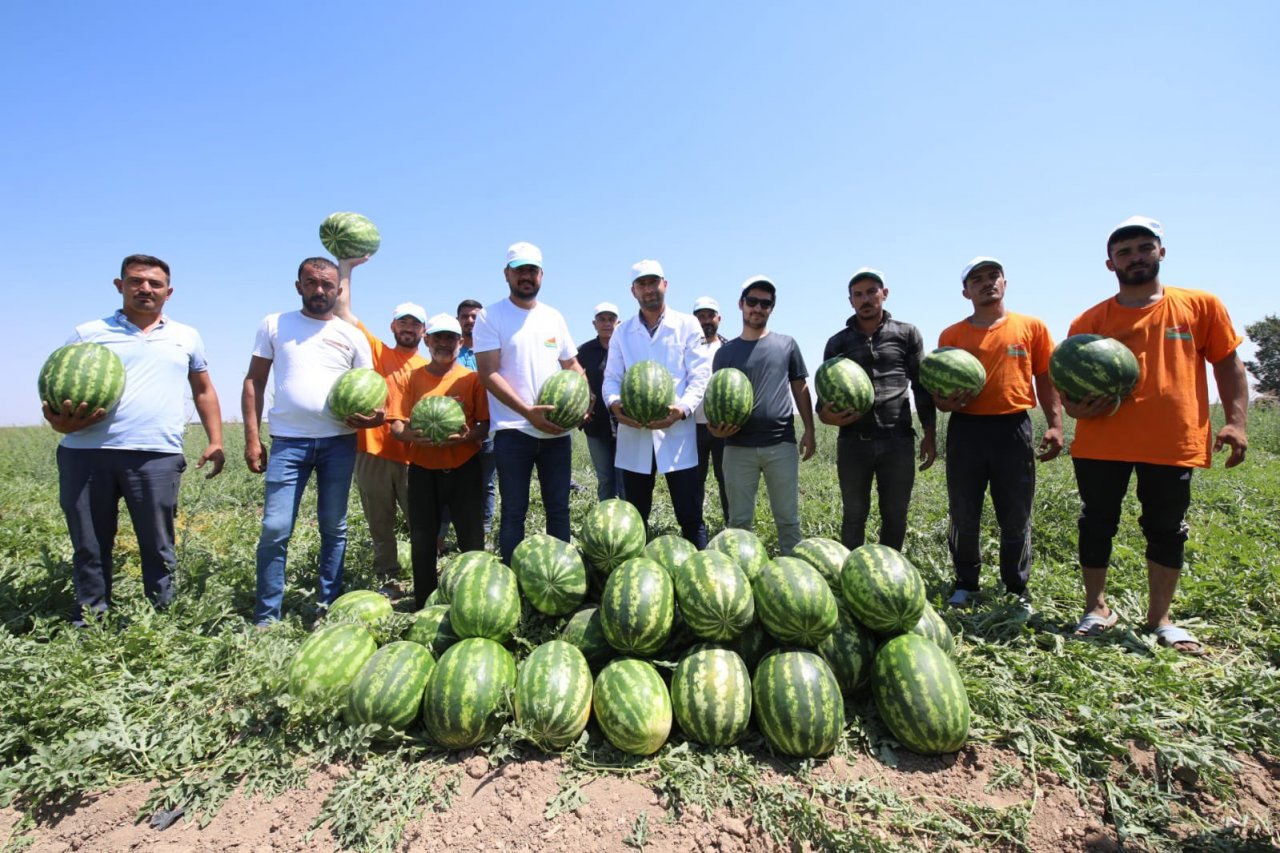 konya-eregli-karpuz-uretimi.jpg