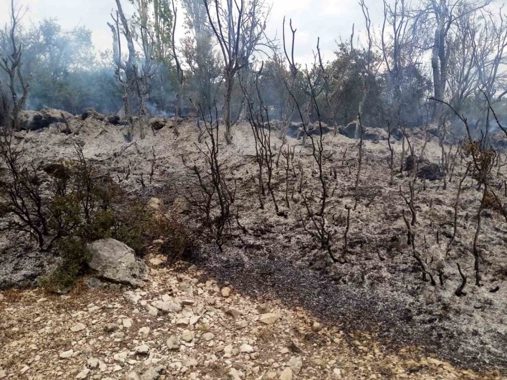 Bahçe temizliği orman yangınına neden oldu