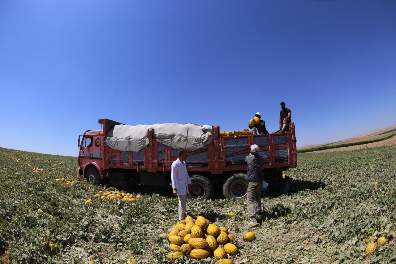 konya-kavun-uretiminde-zirveye-oynuyor-001.jpg