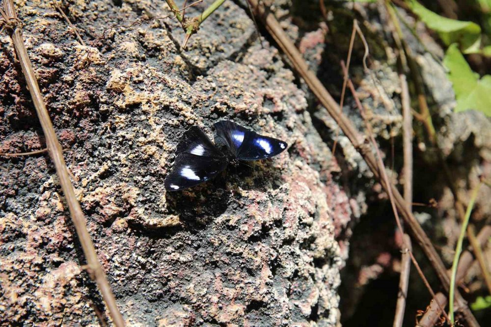 Konya Tropikal Kelebek Bahçesi'nden yeni rekor