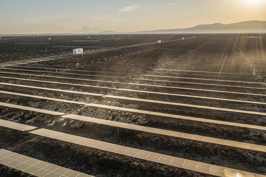 Konya'da bulunan Avrupa'nın en büyük GES'i küçükbaş için otlatmaya açıldı