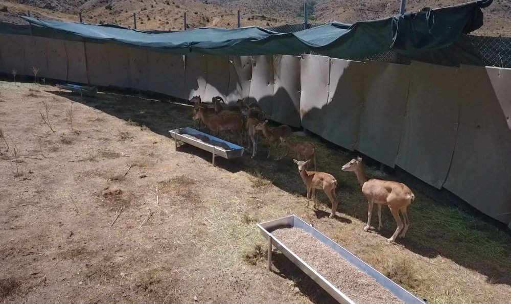 Konya dahil 11 ildeki merkez yabanı hayat için 'can' oluyor