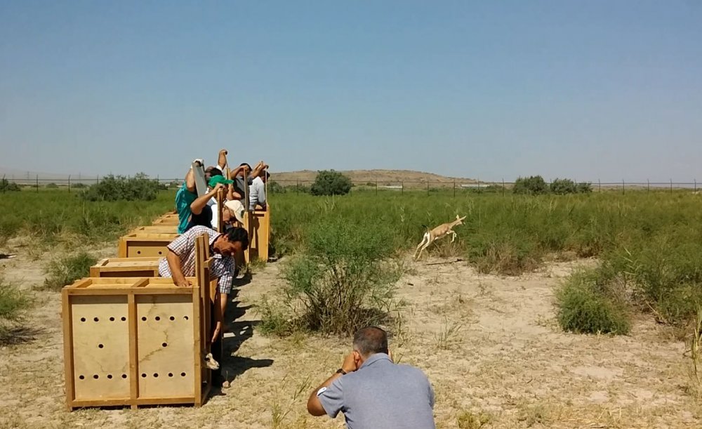 Konya dahil 11 ildeki merkez yabanı hayat için 'can' oluyor