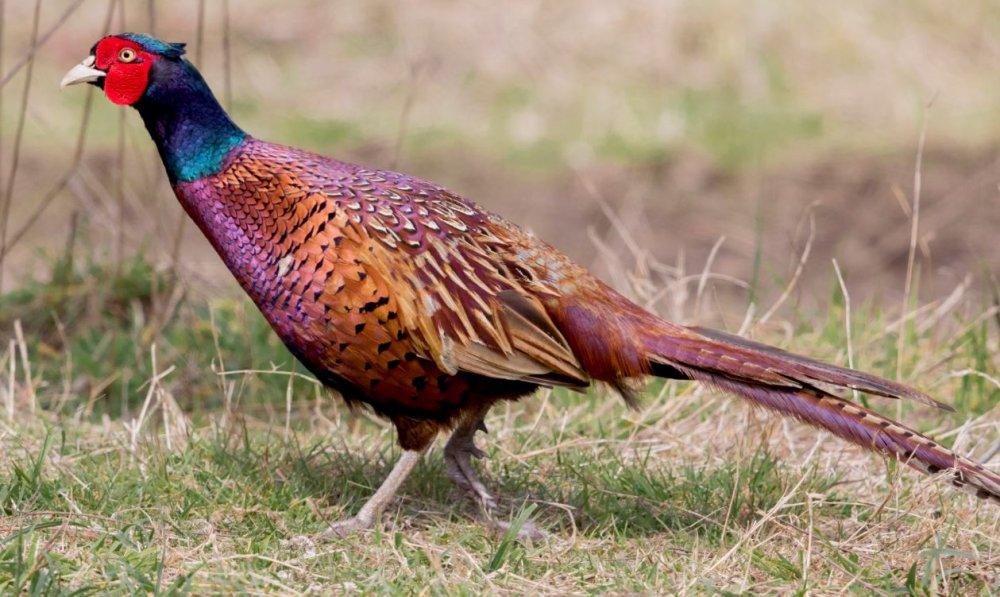 Konya dahil 11 ildeki merkez yabanı hayat için 'can' oluyor