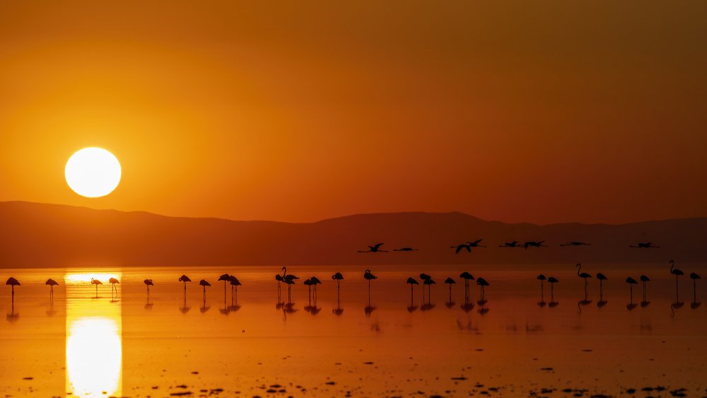 Dünya listesinde yer alıyor! Konya'nın kuzeyinden eşsiz kareler...