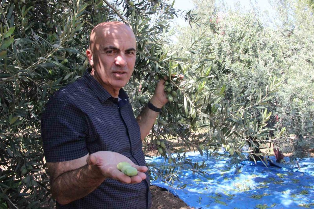 Herkes egede sanıyordu ama Türkiye'nin en kalitelisi Karaman'da üretiliyor!