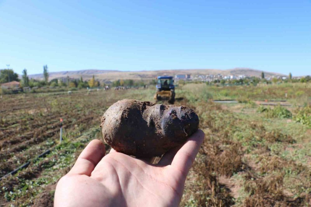 Mor şifa hasadı başladı