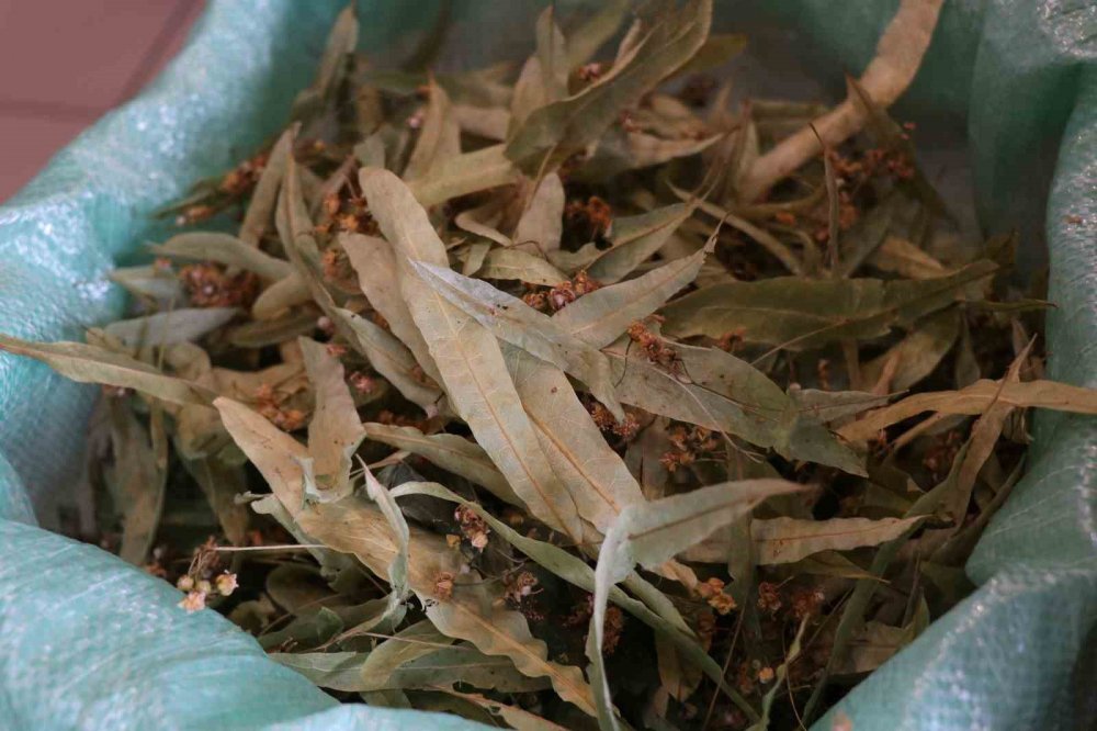 Öksürüğe, gribe 20 liraya çözüm!