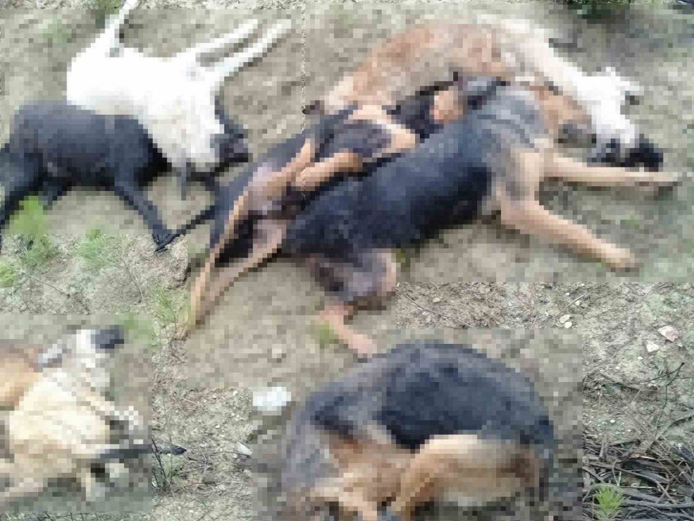 Ormanlık alanda köpek katliamı