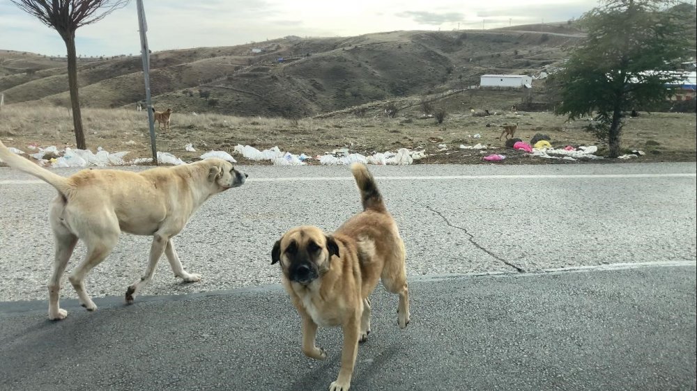 Ankara'nın farklı noktalarında başıboş köpek sürüleri havadan görüntülendi