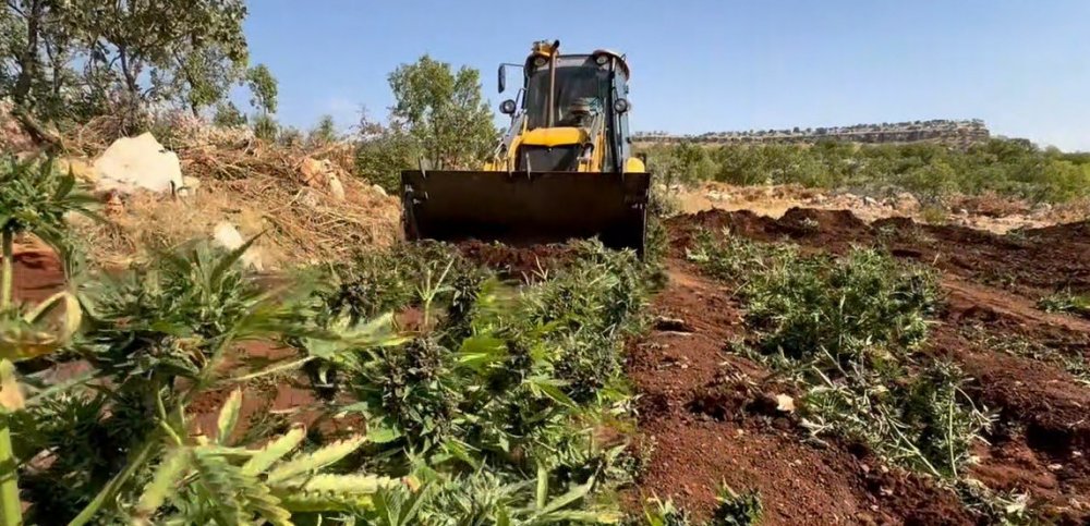 Diyarbakır'da 102 milyon kök kenevir bitkisi ile 47 ton esrar ele geçirildi