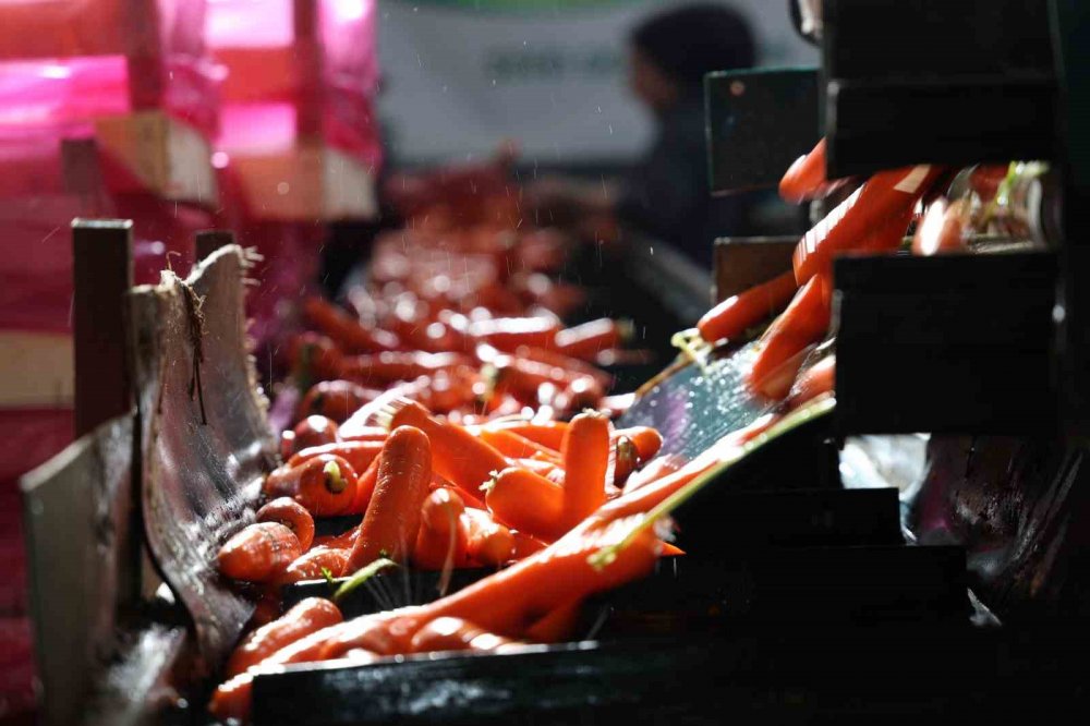 Tek tek sökümü yapılıyor! Türkiye'nin ihtiyacının yüzde 65'ini Konya karşılıyor