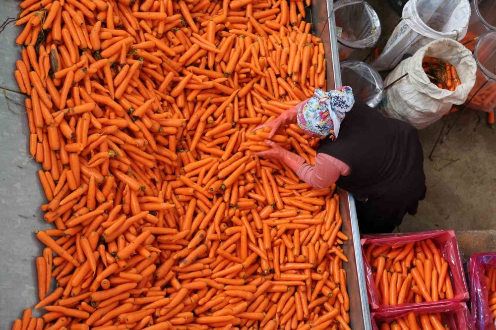 Tek tek sökümü yapılıyor! Türkiye'nin ihtiyacının yüzde 65'ini Konya karşılıyor