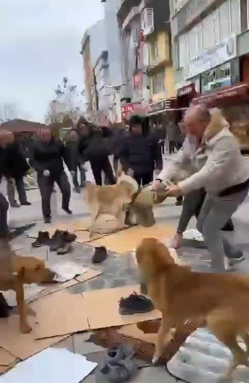 Kavga eden köpekler cemaatin arasını daldı