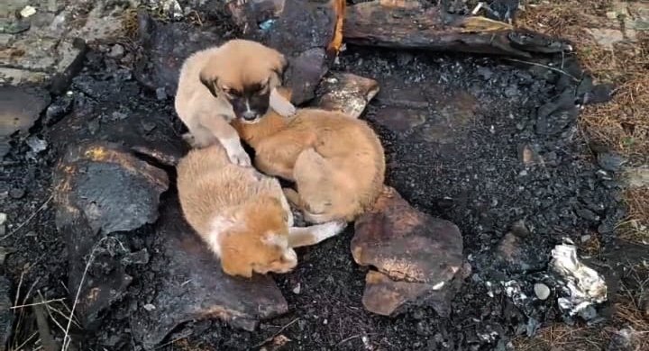 Gaziantep'te, 15 yavru köpek ağzı bağlanan çuvallara koyulup terk edildi